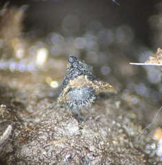 Arnium cirriferum