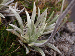 Celmisia saxifraga, photograph (c) naturewatchwidow, some rights reserved (CC BY)