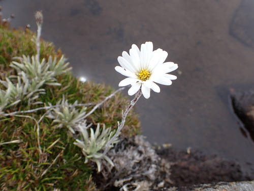 Celmisia saxifraga, photograph 1
