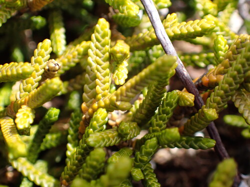 creeping strawberry pine (Microcachrys tetragona)