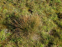 Juncus parryi