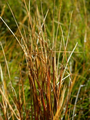Juncus parryi