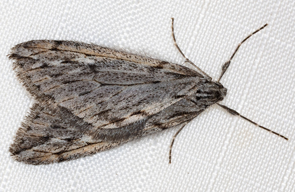 Paleacrita longiciliata