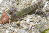 Brownbar Snapping Shrimp - Photo (c) budak, some rights reserved (CC BY-NC), uploaded by budak
