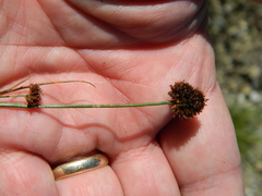 Juncus mertensianus