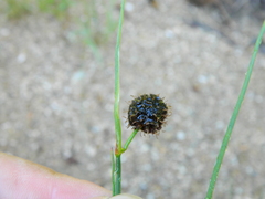 Juncus mertensianus