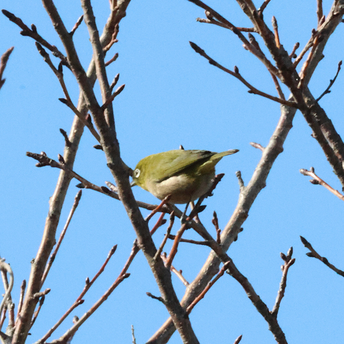 Warbling White-eye (Zosterops japonicus), photo 4