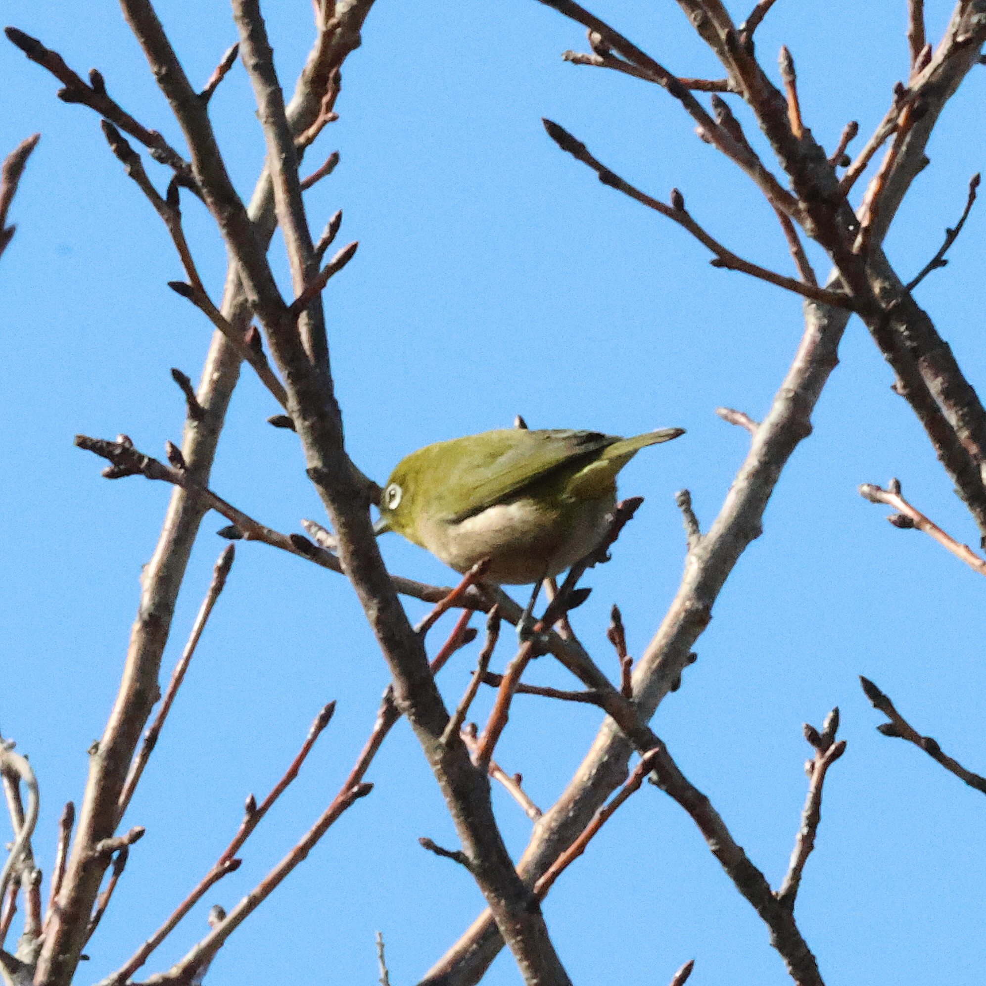 Warbling White-eye (Zosterops japonicus), photo 4