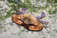 Charybdis hellerii