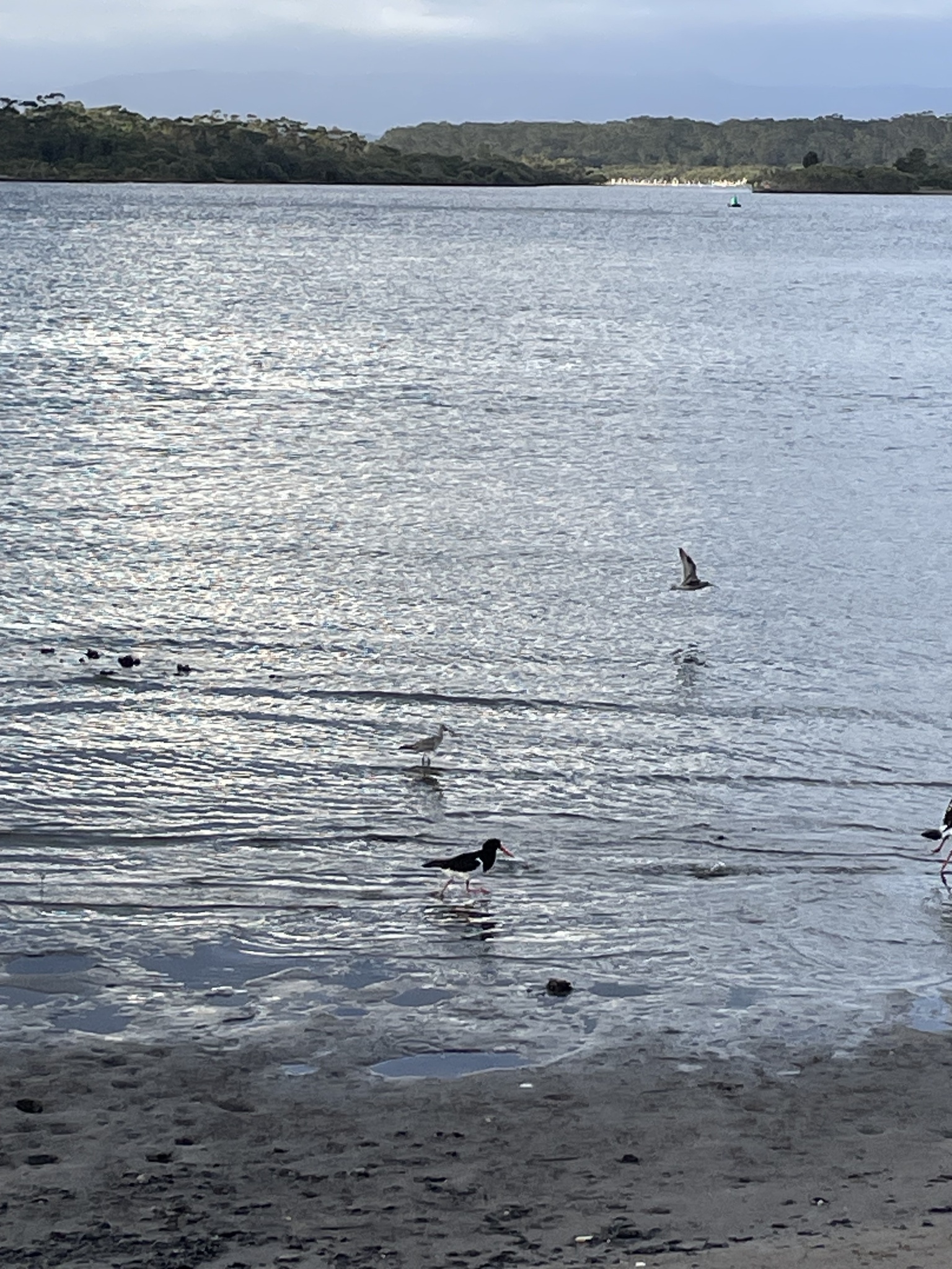 Pied Oystercatcher (Haematopus longirostris), photo 2