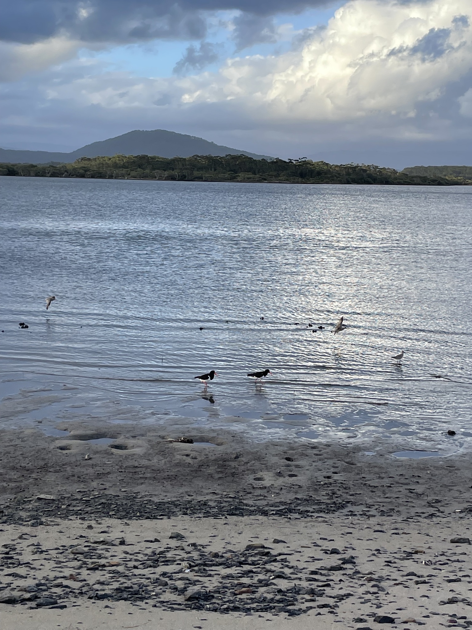 Pied Oystercatcher (Haematopus longirostris), photo 3