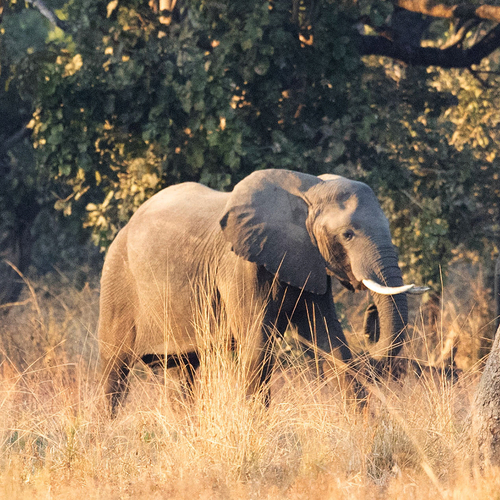 African Savanna Elephant