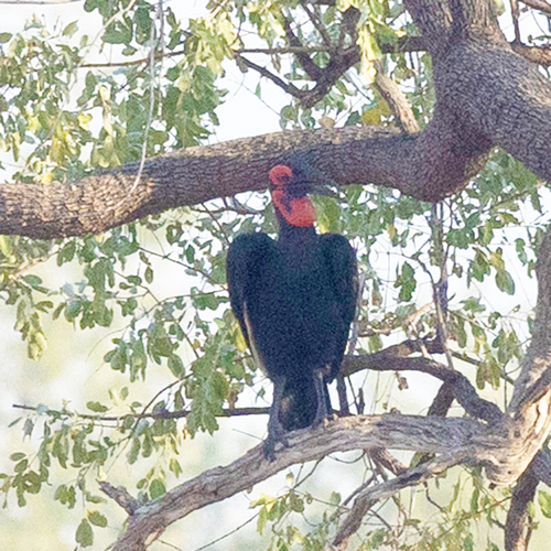 Southern Ground Hornbill