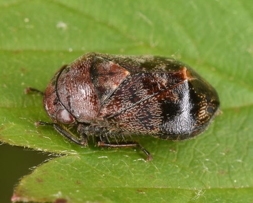 Penthimia americana