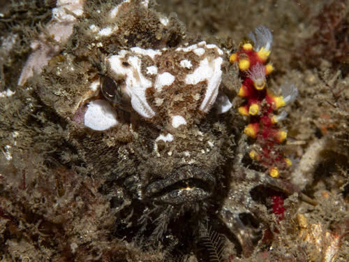 Threestick stingfish (Choridactylus natalensis) — Synanceiidae
