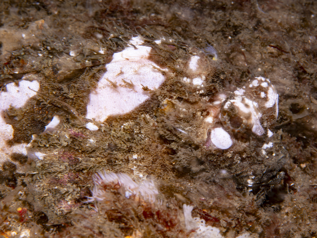 Threestick Stingfish