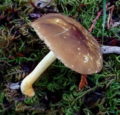 Pluteus romellii