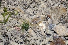 Isarachnanthus