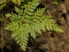 Aspidotis meifolia