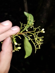 Zinowiewia integerrima