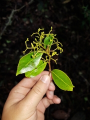 Zinowiewia integerrima