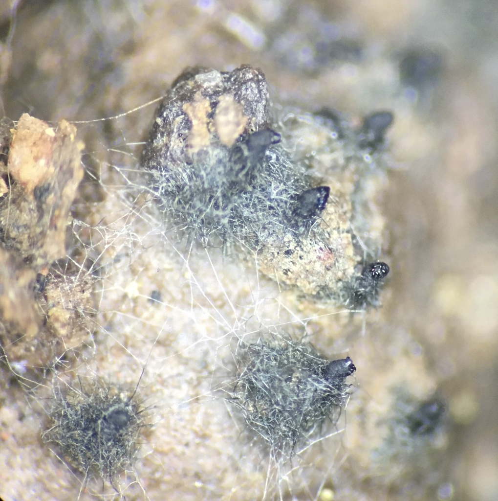 Arnium cirriferum