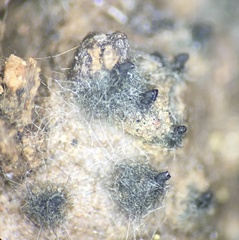 Arnium cirriferum
