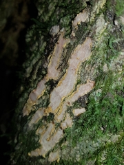 Zinowiewia integerrima