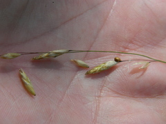 Melica spectabilis
