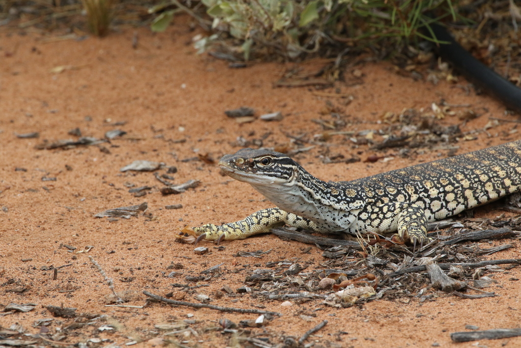 Sand Monitor from Port Augusta SA, Australia on December 26, 2016 at 03 ...