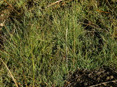 Muhlenbergia filiformis