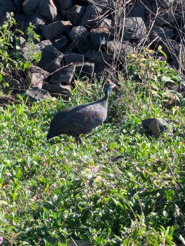 Helmeted Guineafowl (Numida meleagris), photo 6