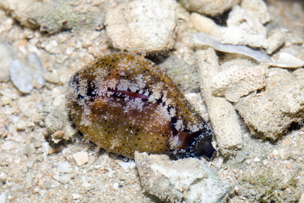 Onyx Cowrie