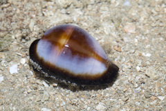 Erronea onyx