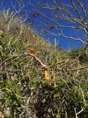 Pereskiopsis kellermanii