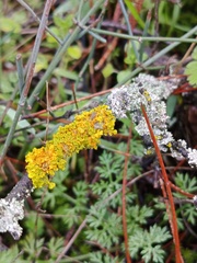 Xanthoria parietina, Manisa, 2026
