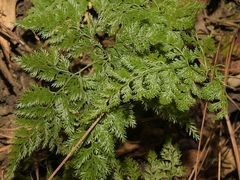 Aspidotis meifolia