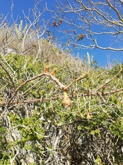 Pereskiopsis kellermanii