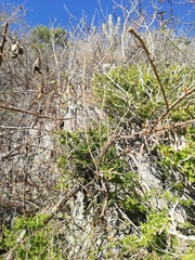 Pereskiopsis kellermanii