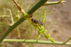 Eristalinus tabanoides