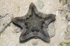 Goniodiscaster scaber