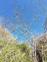 Amphipterygium glaucum