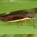 Homalodisca insolita - Photo (c) skitterbug, algunos derechos reservados (CC BY), uploaded by skitterbug