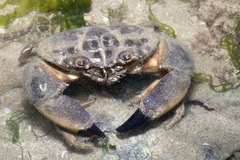 Myomenippe hardwickii