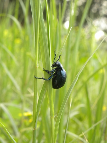 Meloe autumnalis