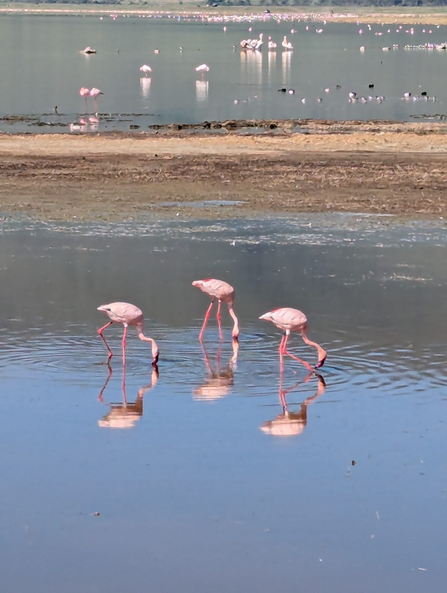 Lesser Flamingo (Phoeniconaias minor), photo 1