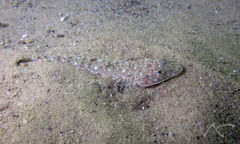 Platycephalus caeruleopunctatus
