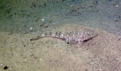 Platycephalus caeruleopunctatus