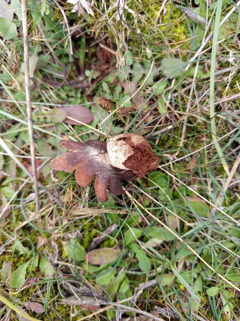 Astraeus hygrometricus · January 2026 · photo: © meaglinumut (iNaturalist, cc-by)