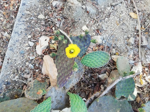 Nopal de culebra